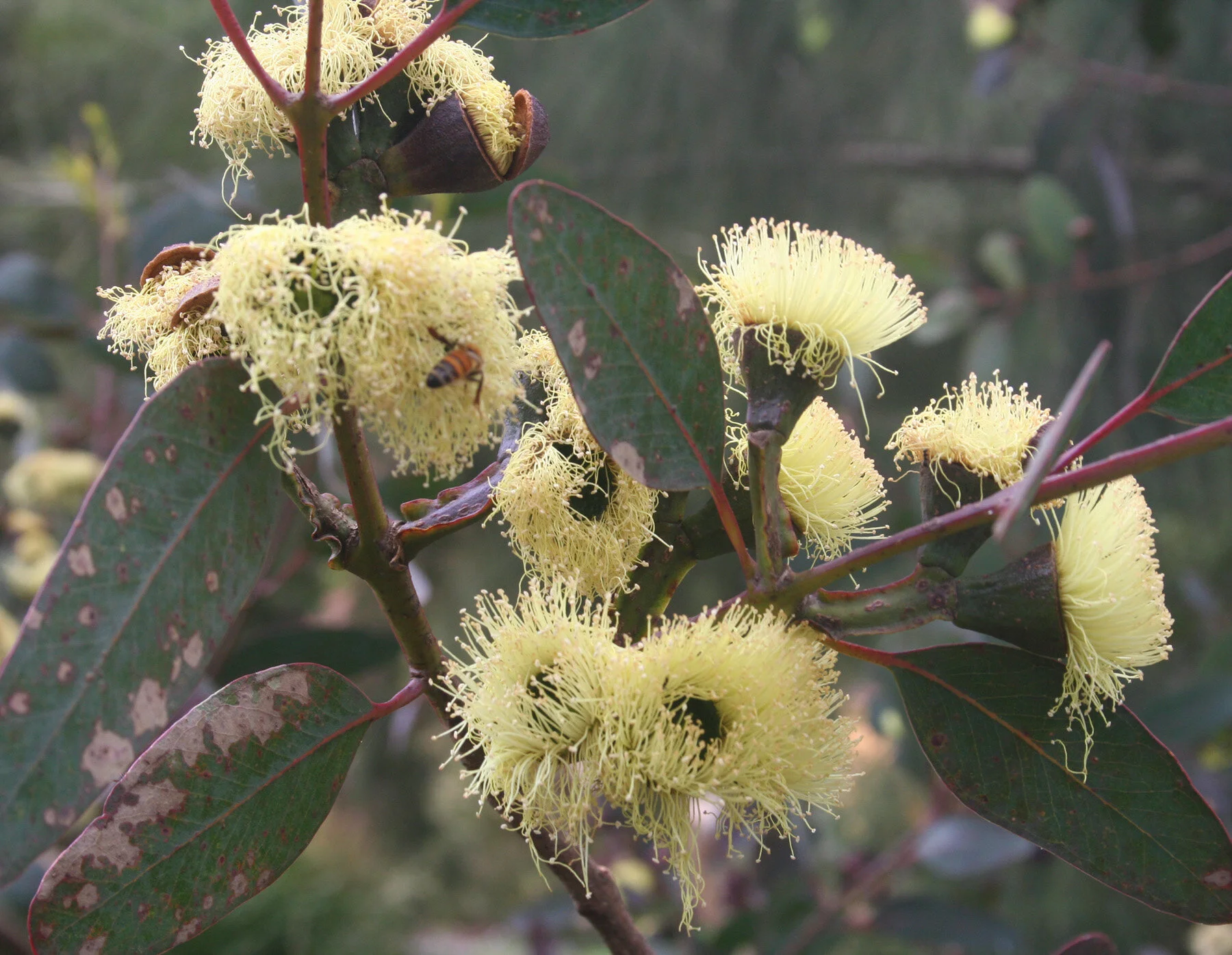 Eucalypts — Walcott Garden