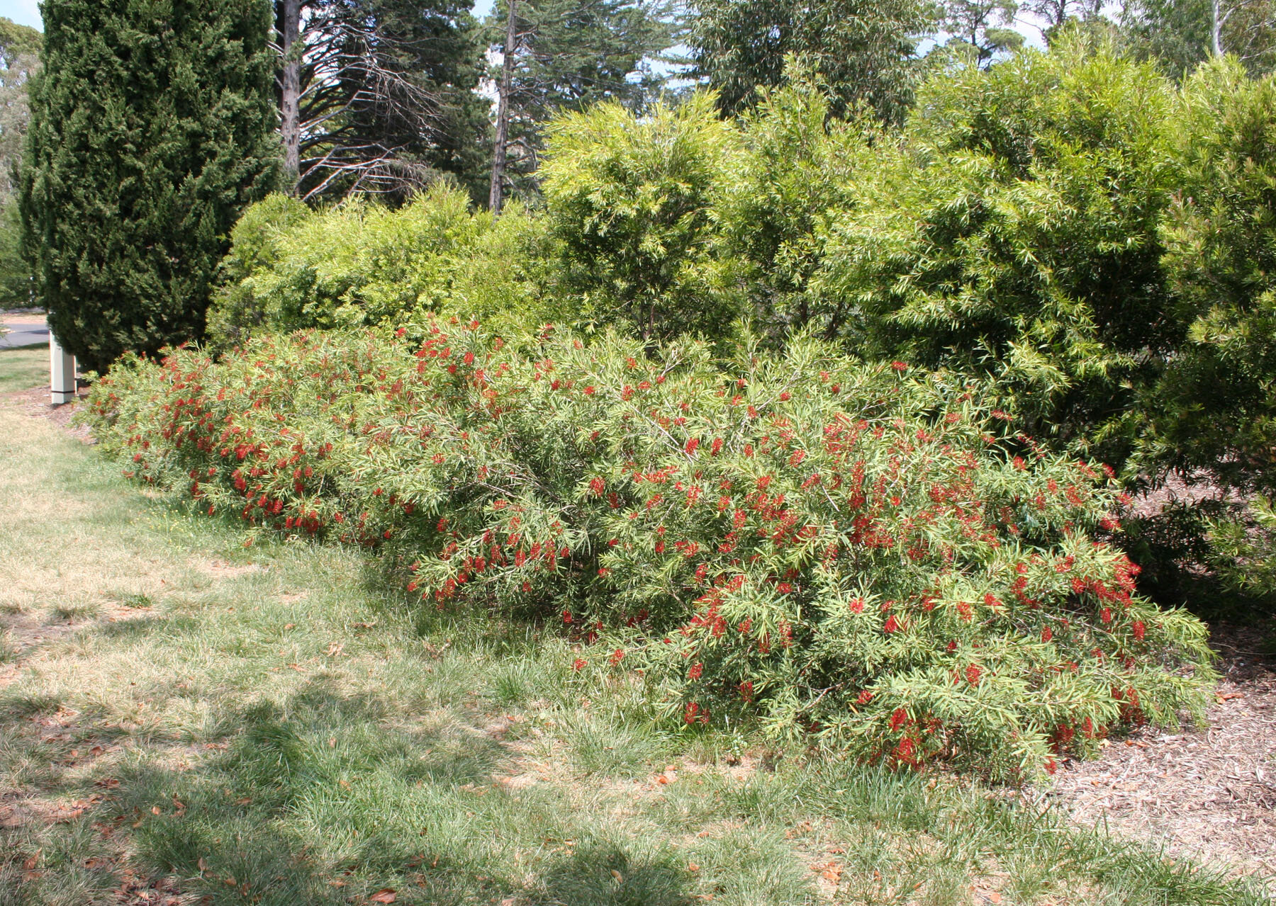 Callistemon ‘Firebrand’ (Fairhill form) plant.jpg