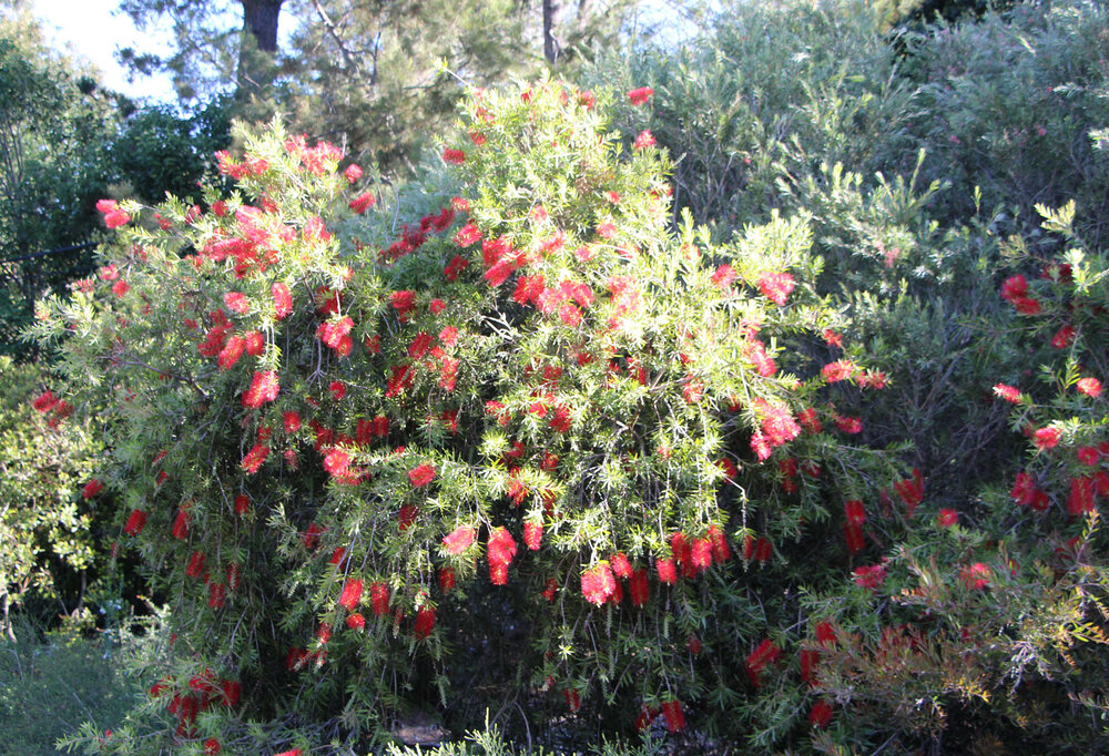 Callistemon Four Seasons plant.jpg