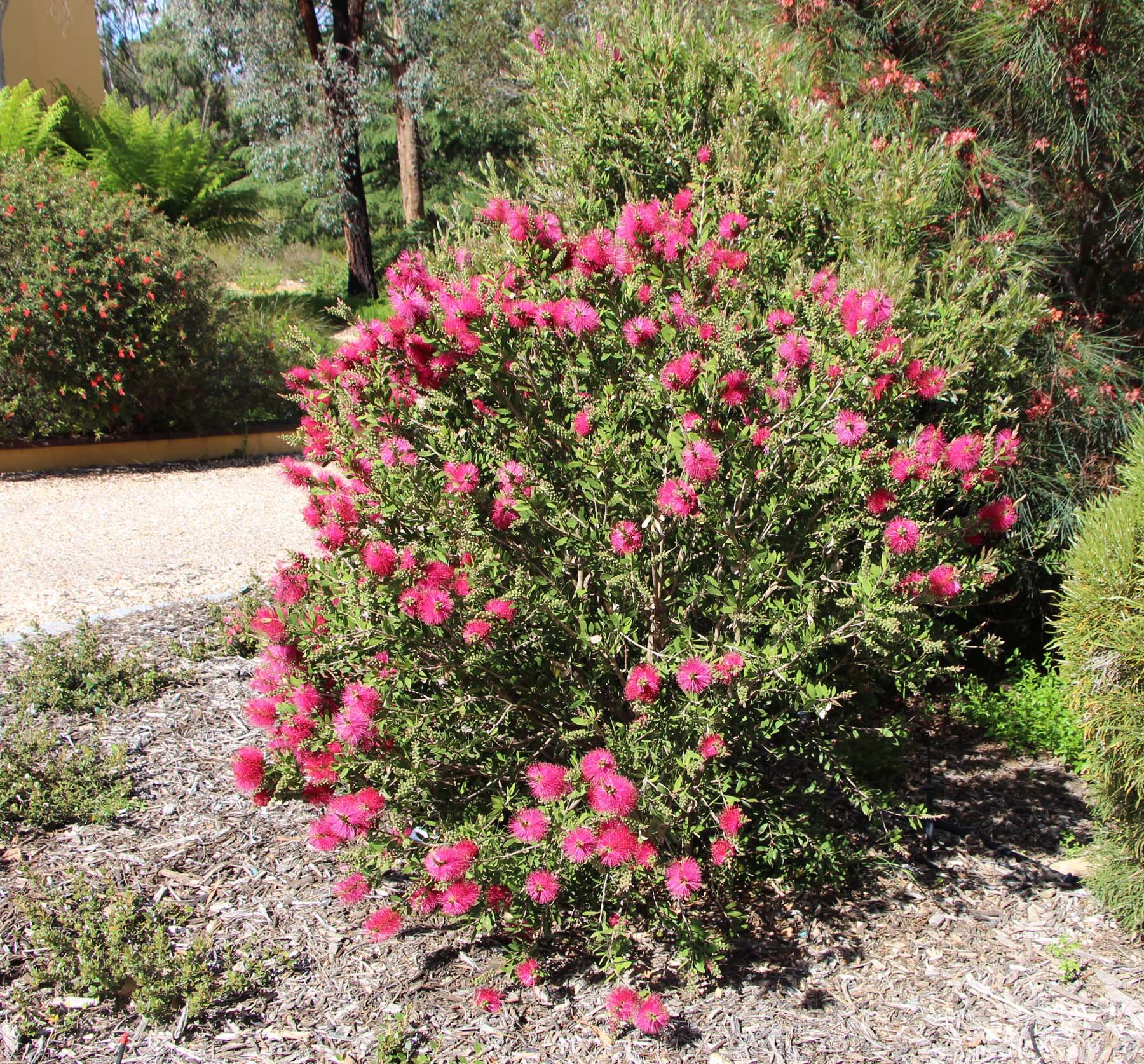 Callistemon 'Hot Pink'.jpg