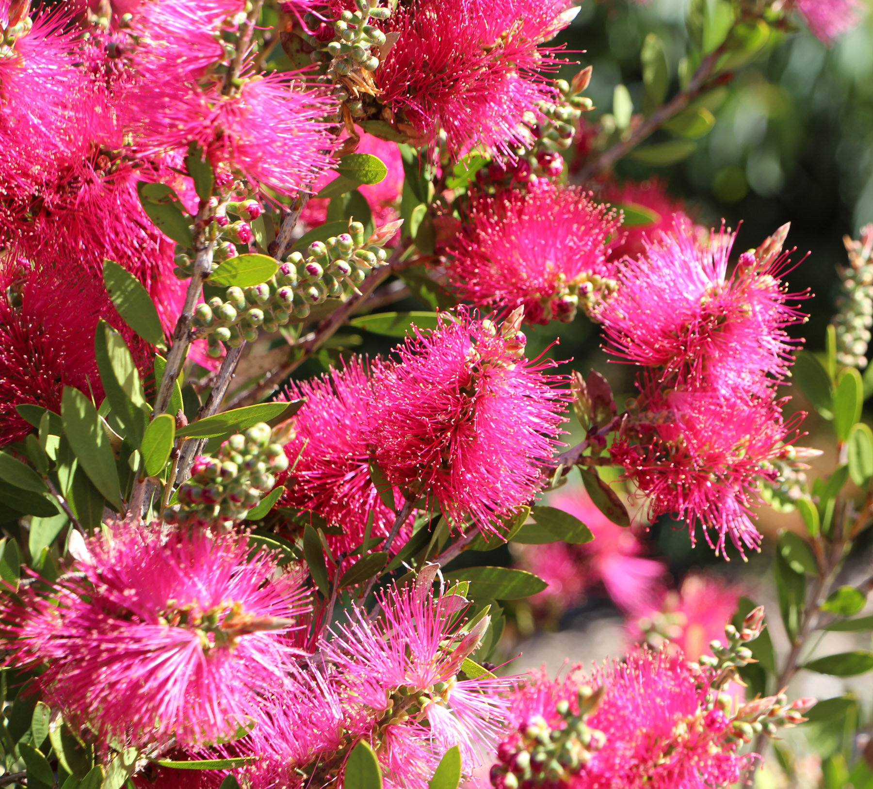 Callistemon 'Hot Pink' 1.jpg