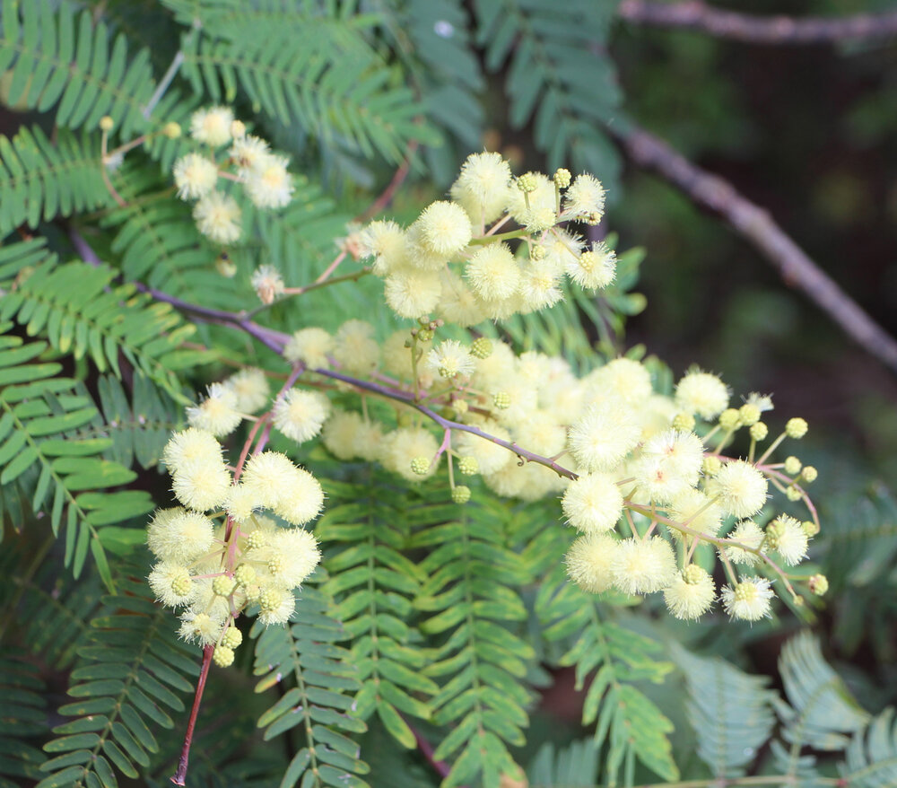Acacia pruinosa 1.jpg