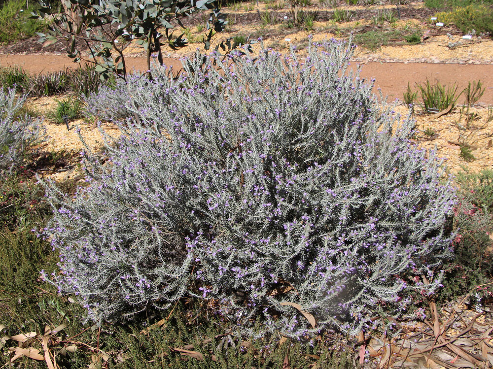 Eremophila 'Berryl's Blue' plant.jpg