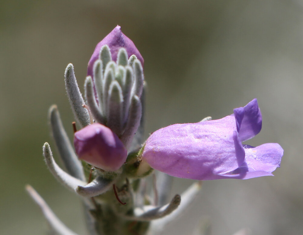 Eremophila 'Berryl's Blue' flower 2.jpg