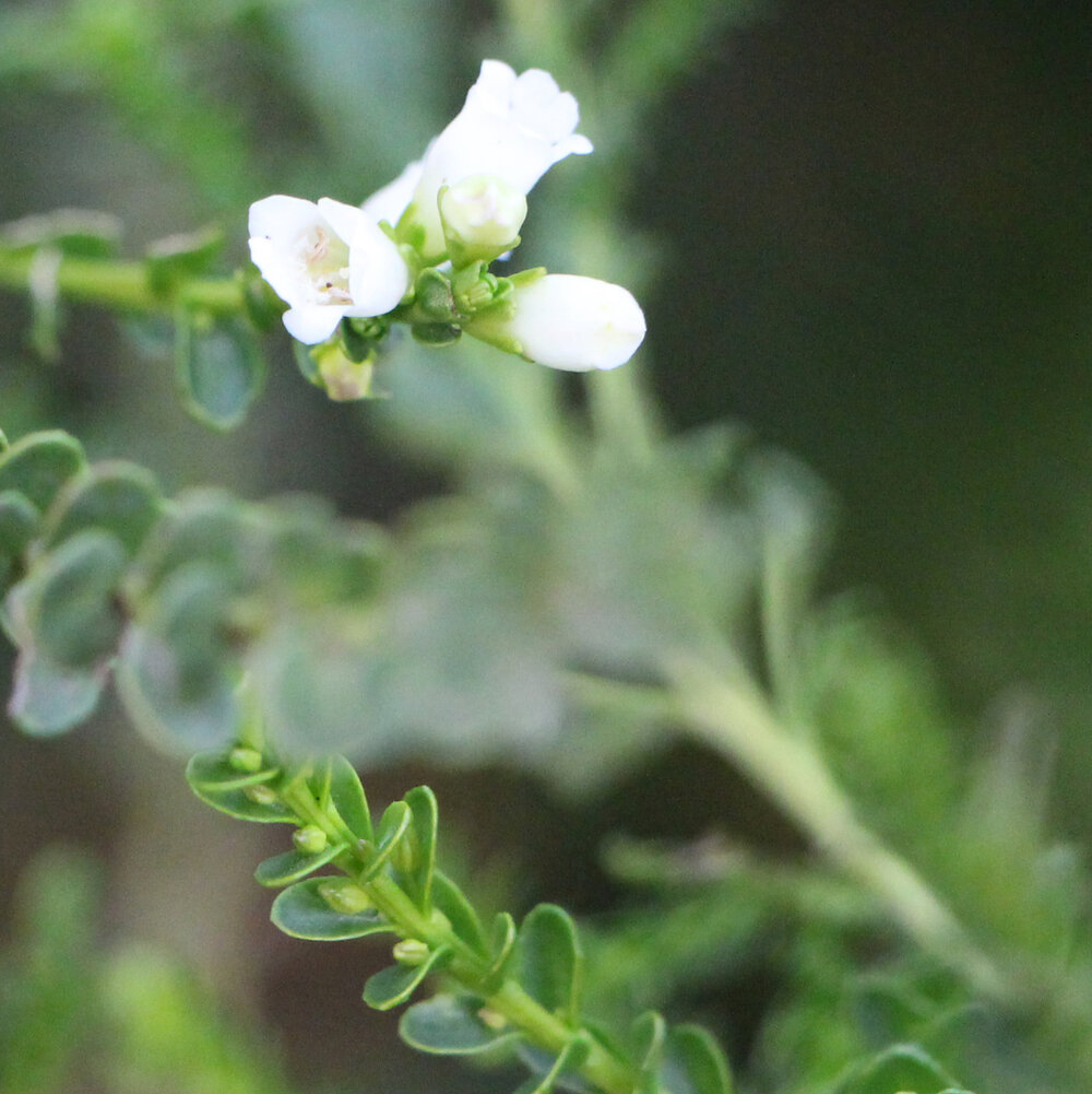 Eremophila brevifolia 1.jpg
