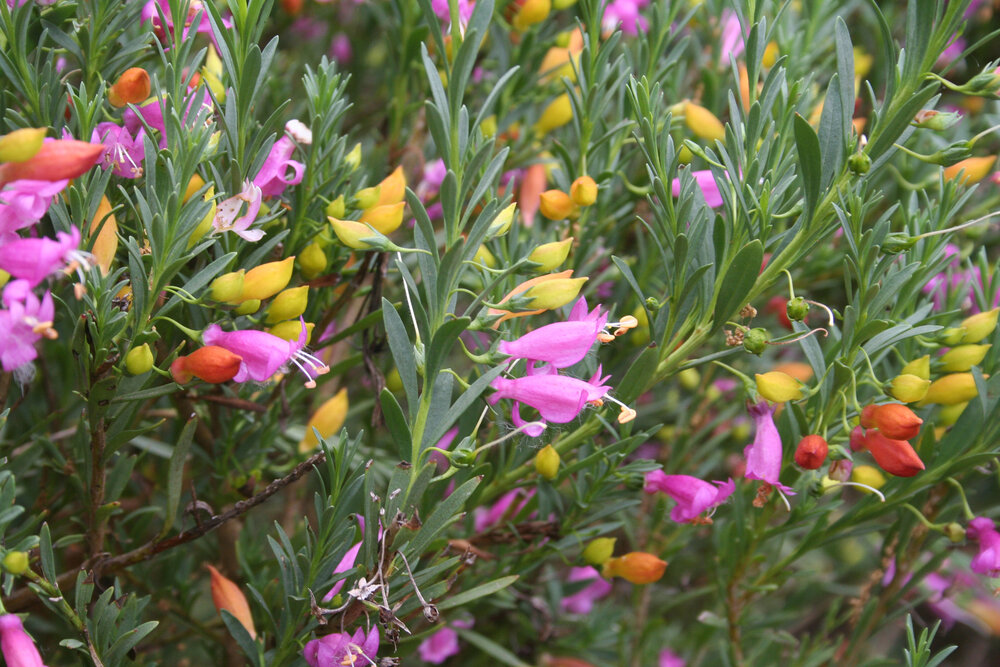 Eremophila racemosa flowers.jpg