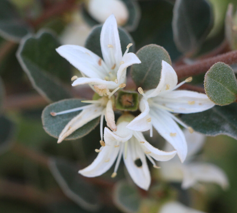 Correa alba flowers 1.jpg
