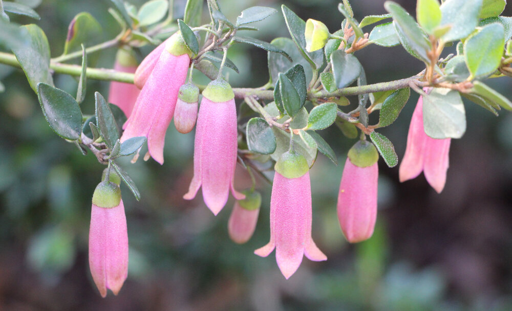 Correa pulchells 'Pink Mist' flower 2.jpg