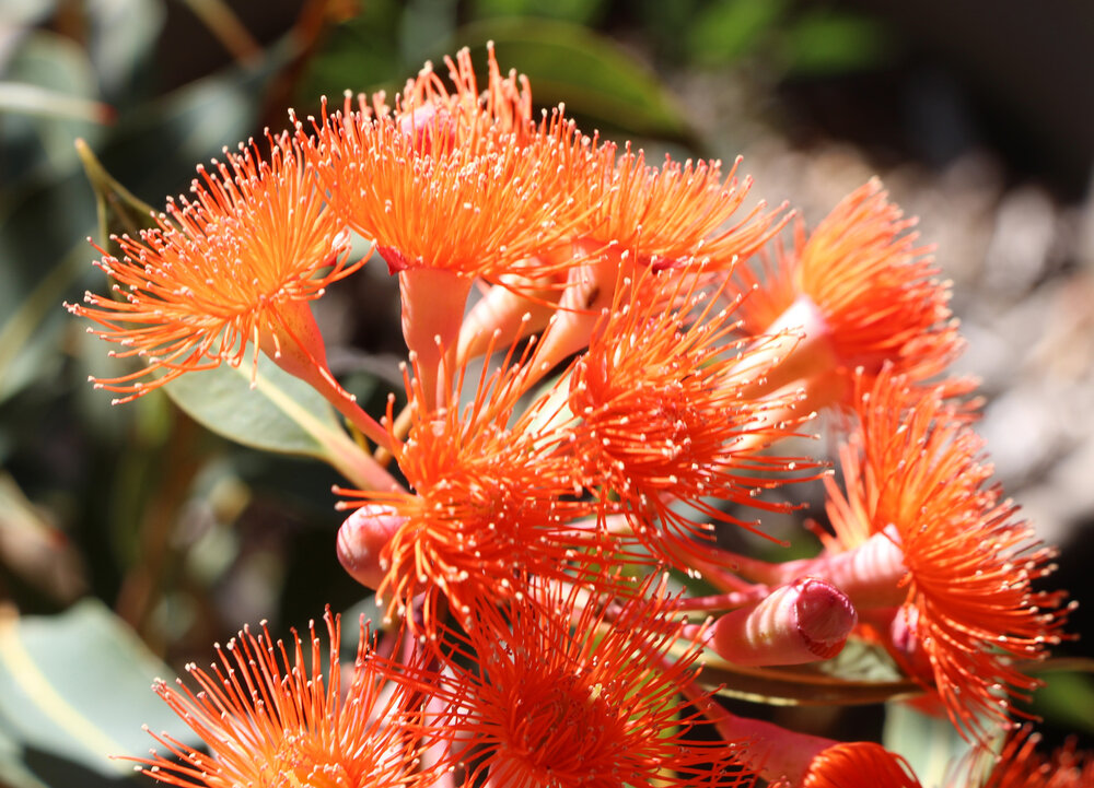 Eucalyptus ficifolia 'Dwarf Orange' 1.jpg