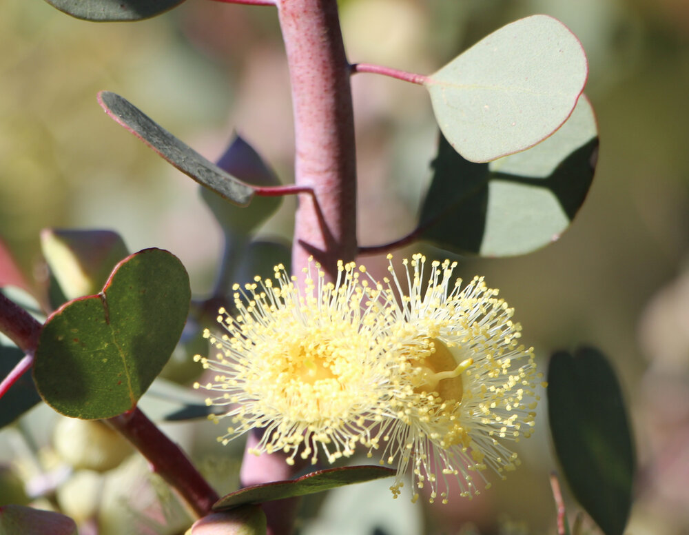 Eucalyptus orbifolia flowers 1.jpg