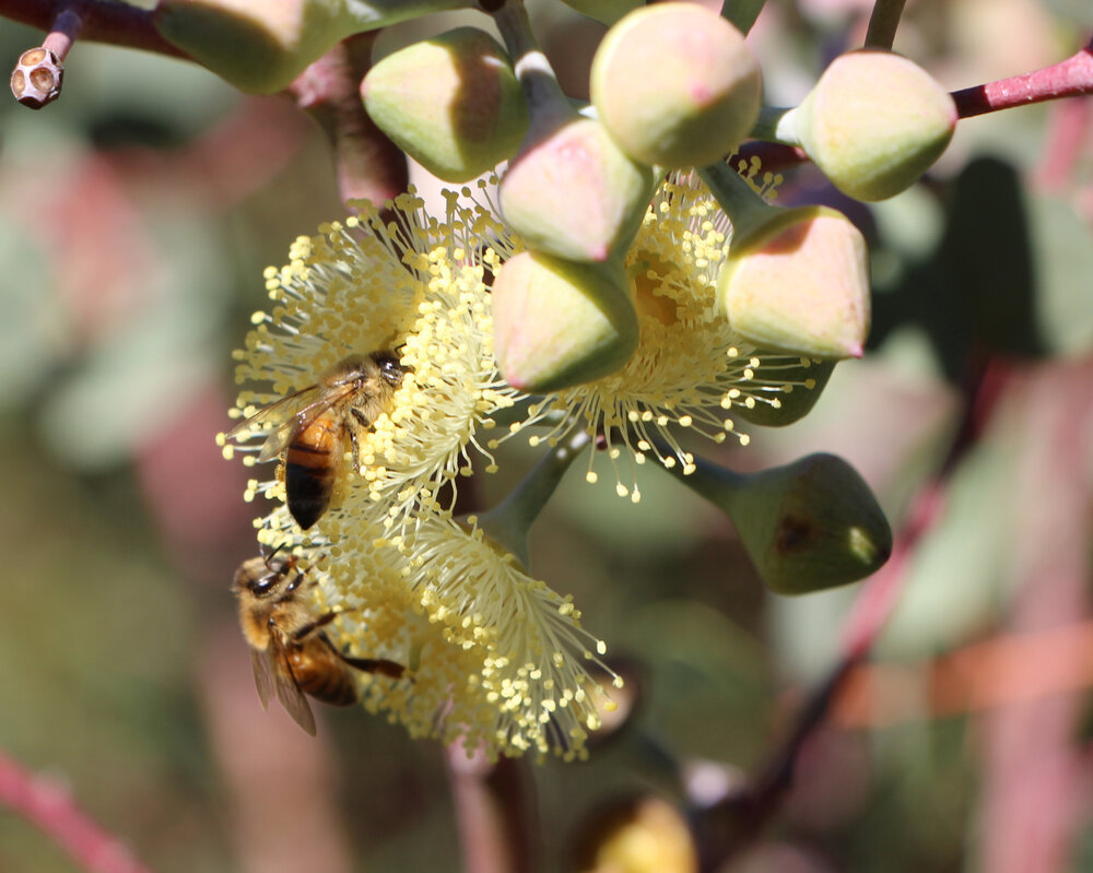 Eucalyptus orbifolia flowers 2.jpg