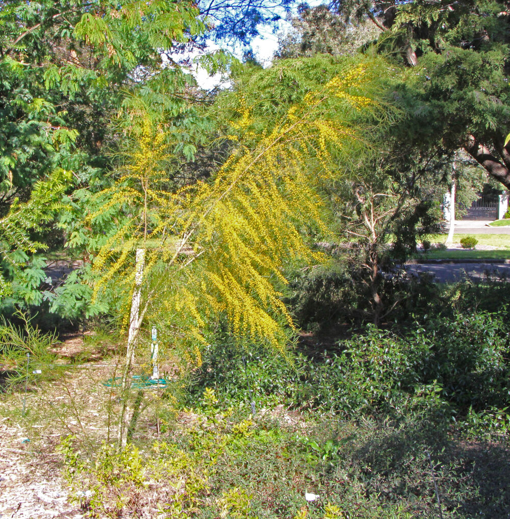 Acacia gracilifolia 1.jpg