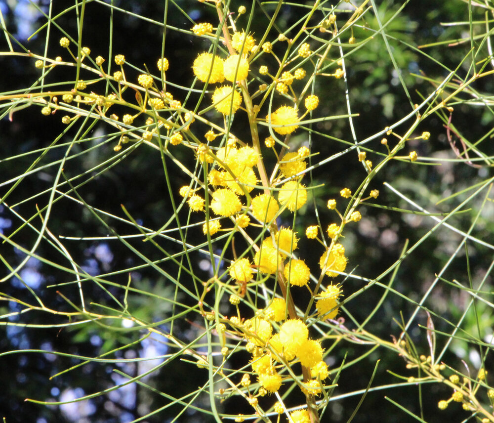 Acacia gracilifolia 3.jpg