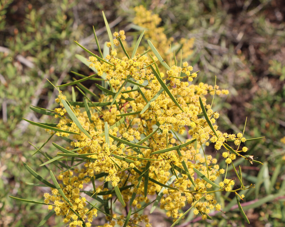 Acacia hakeoides flowers.jpg