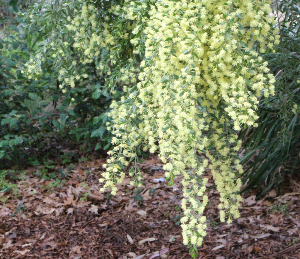 Acacia howittii 2.jpg