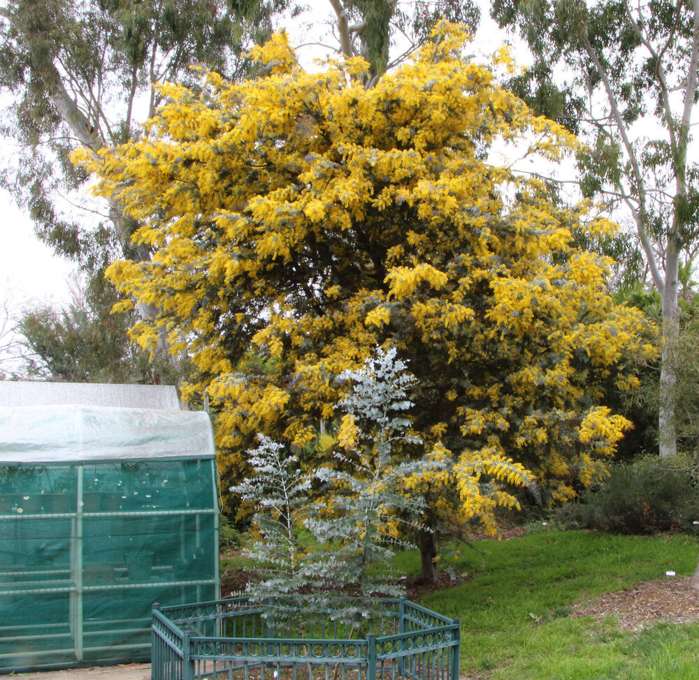Acacia baileyana purpurea.jpg