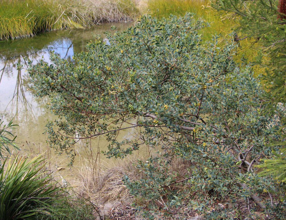 Acacia anceps plant.jpg