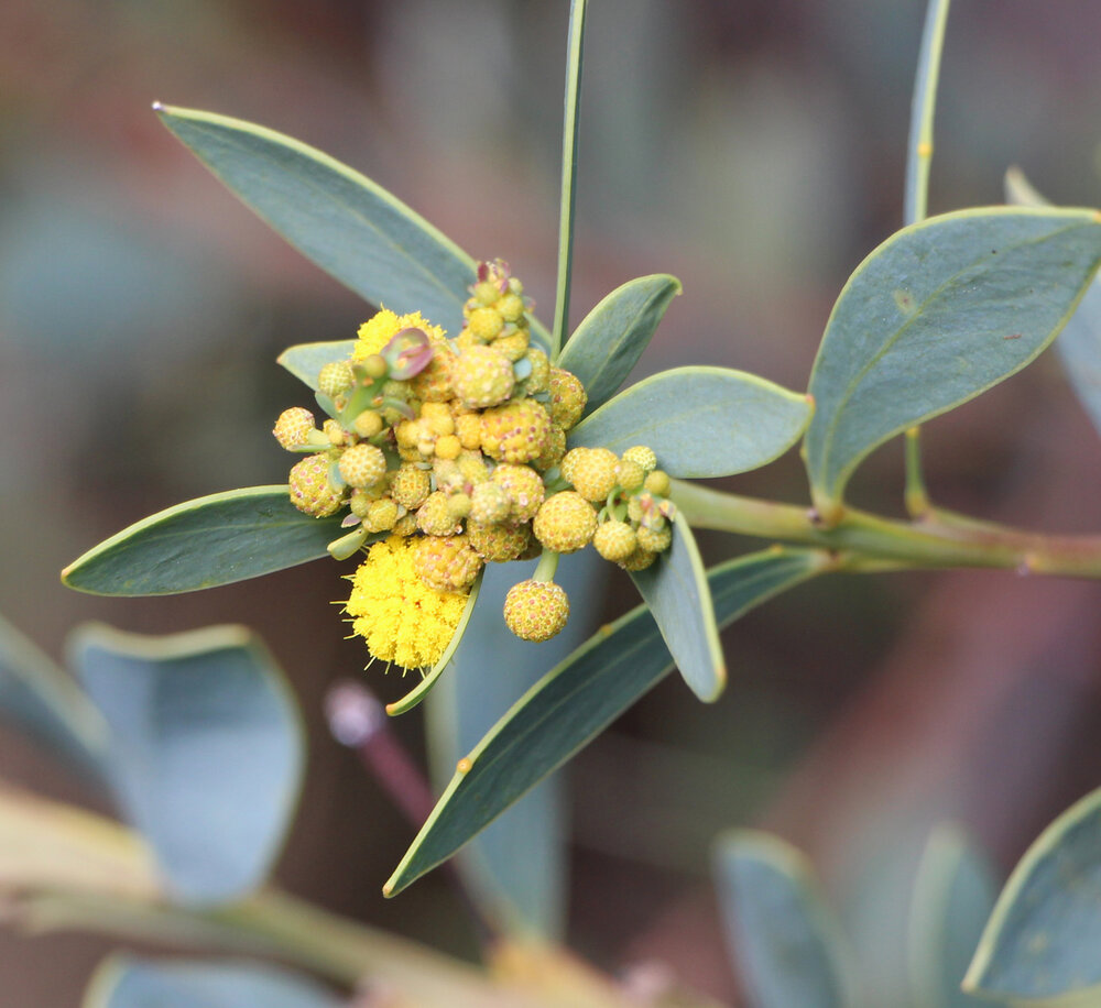 Acacia anceps flowers.jpg