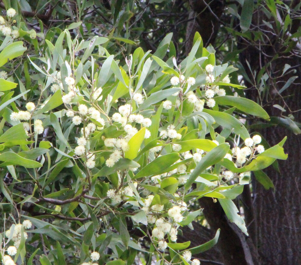 Acacia melanoxylon 2.jpg
