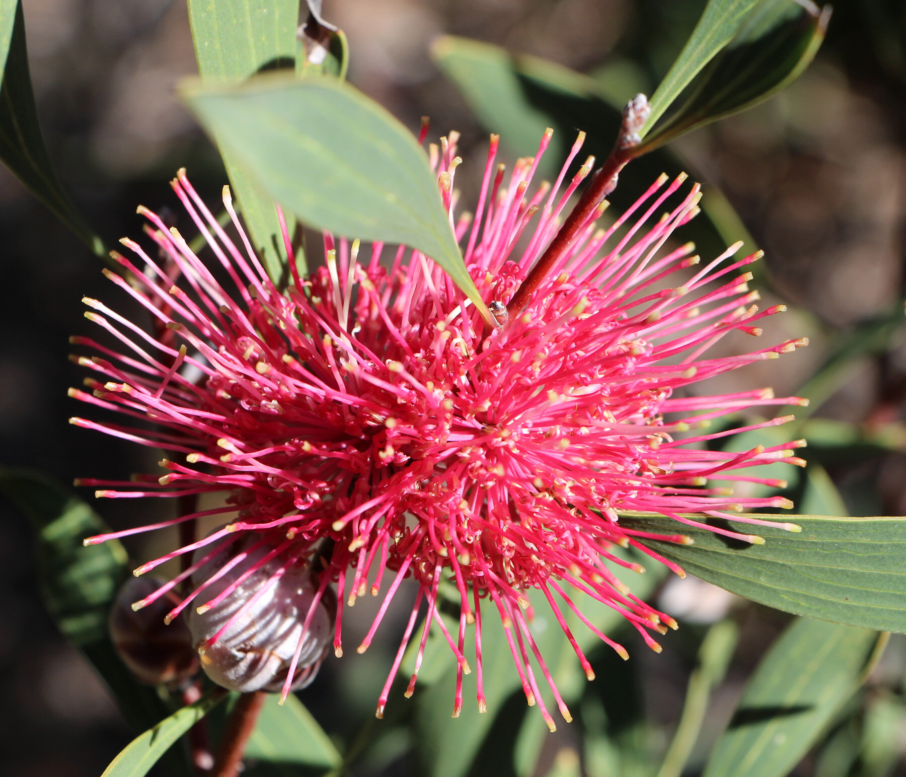 v rarely seen Hakea megadenia beautiful Australian flowering shrub 