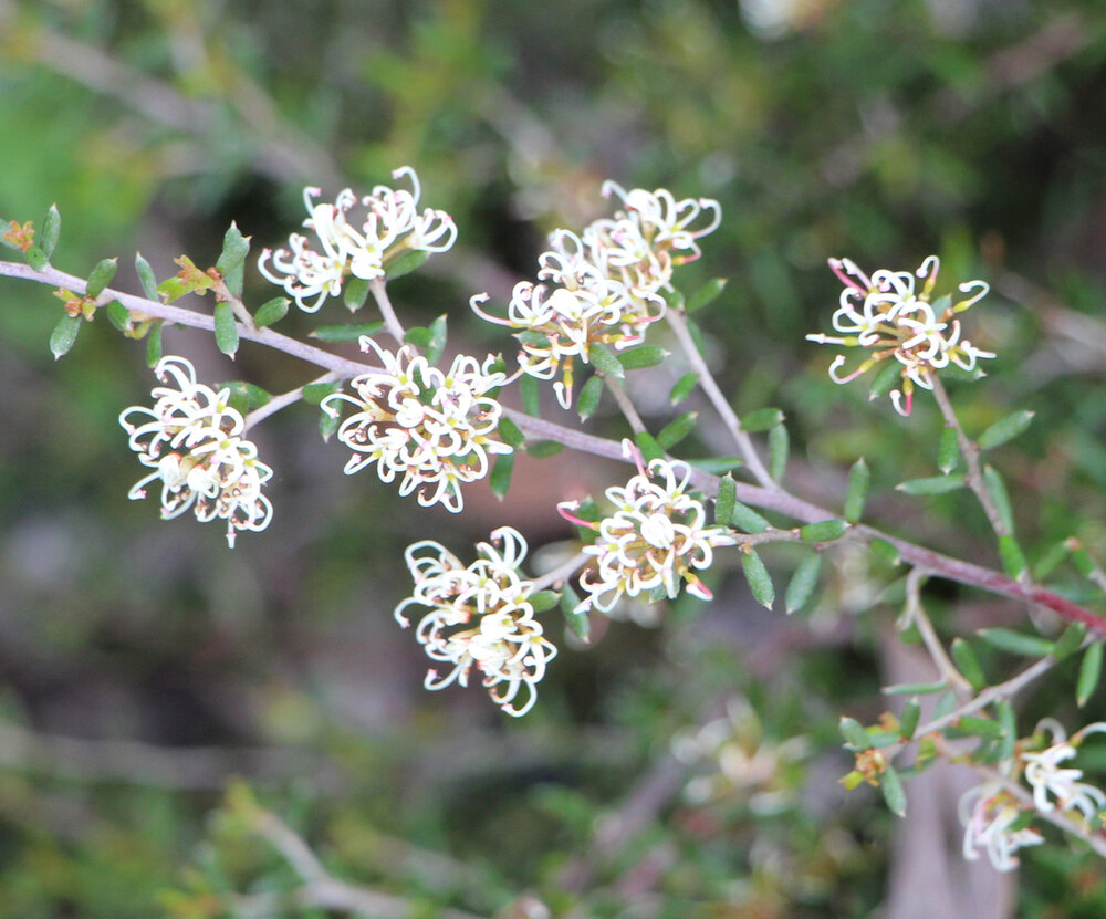 Grevillea australis 3.jpg