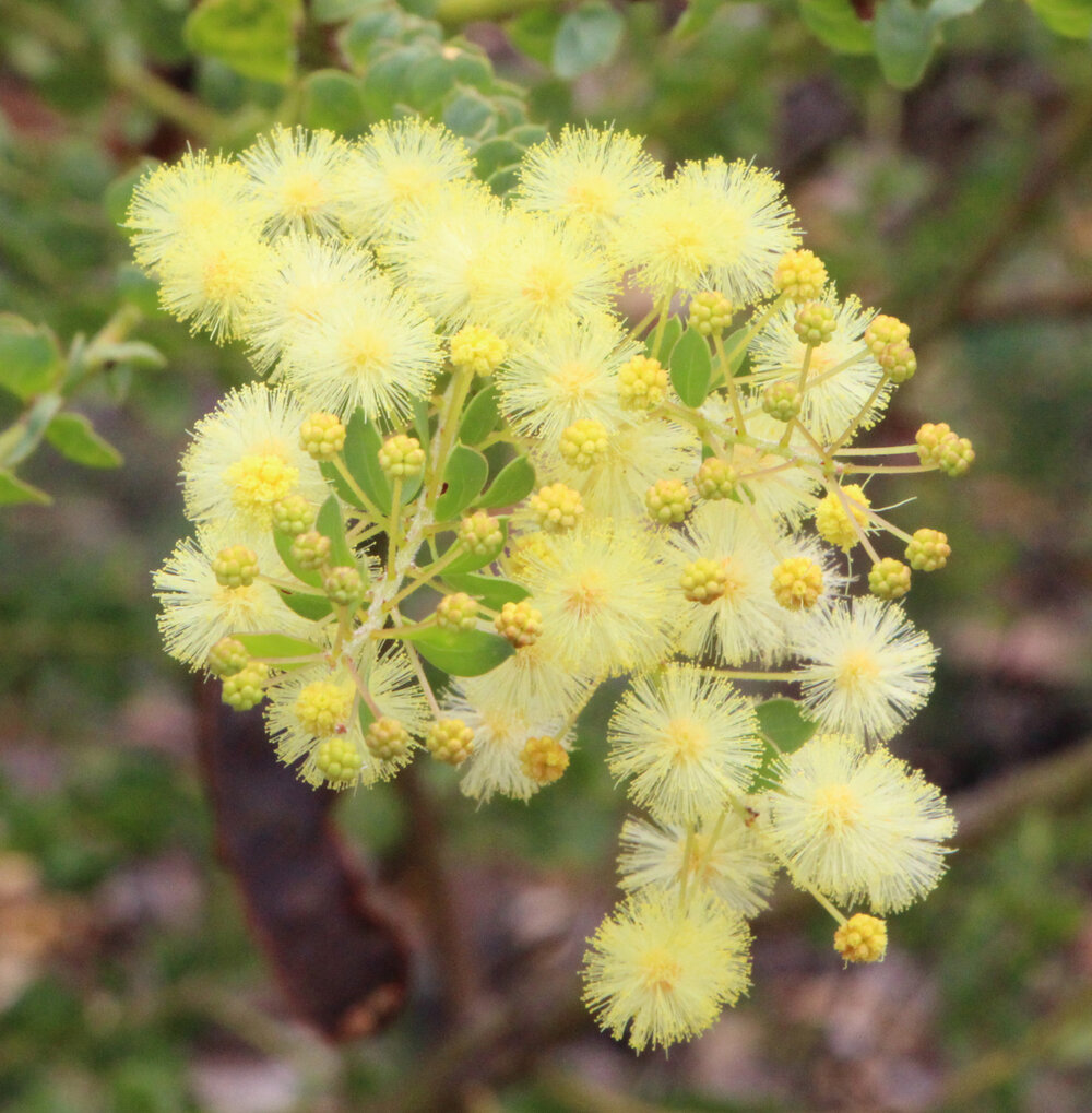 Acacia cremiflora 1.jpg