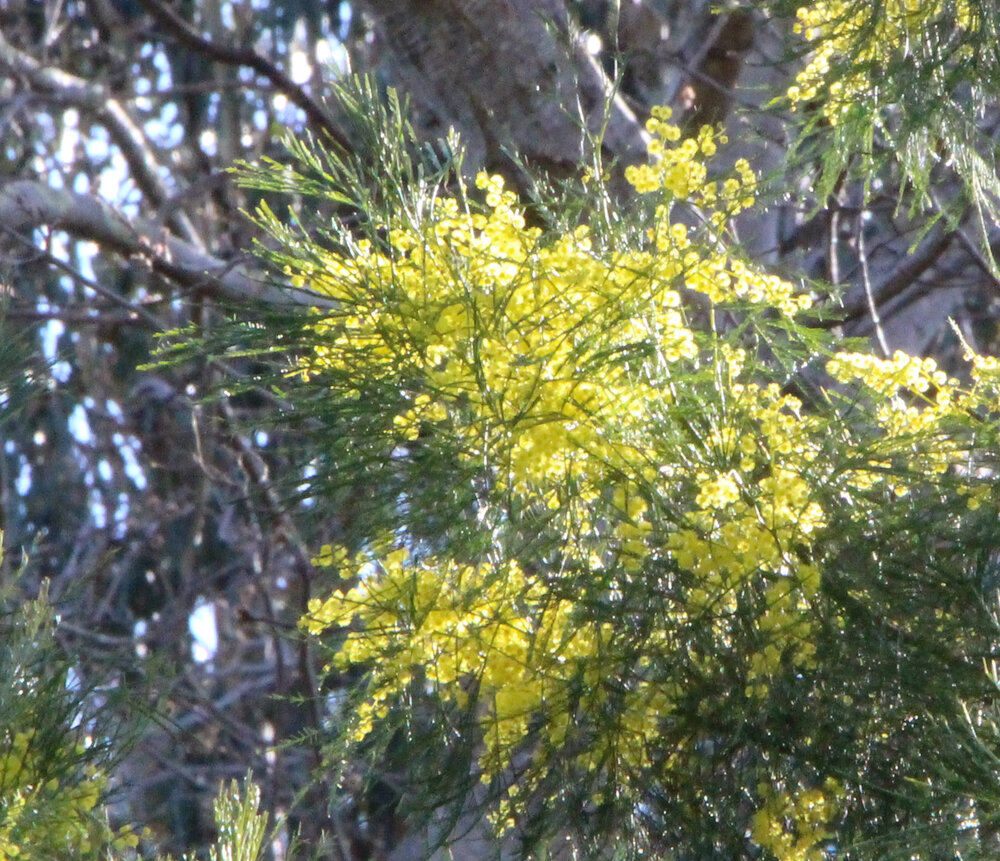 Acacia dangarensis 2.jpg