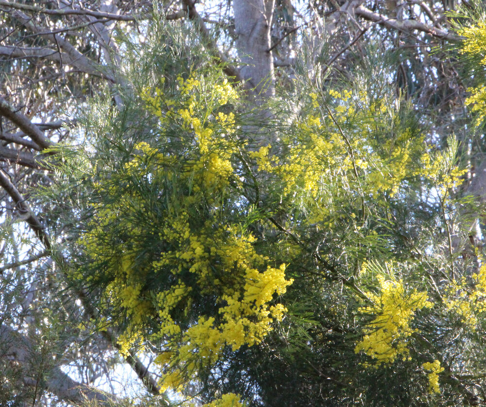 Acacia dangarensis 1.jpg