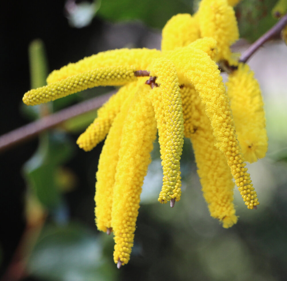 Acacia denticulosa flowers 3.jpg