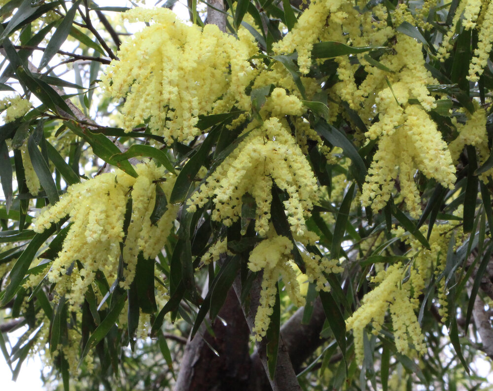 Acacia floribunda 2.jpg