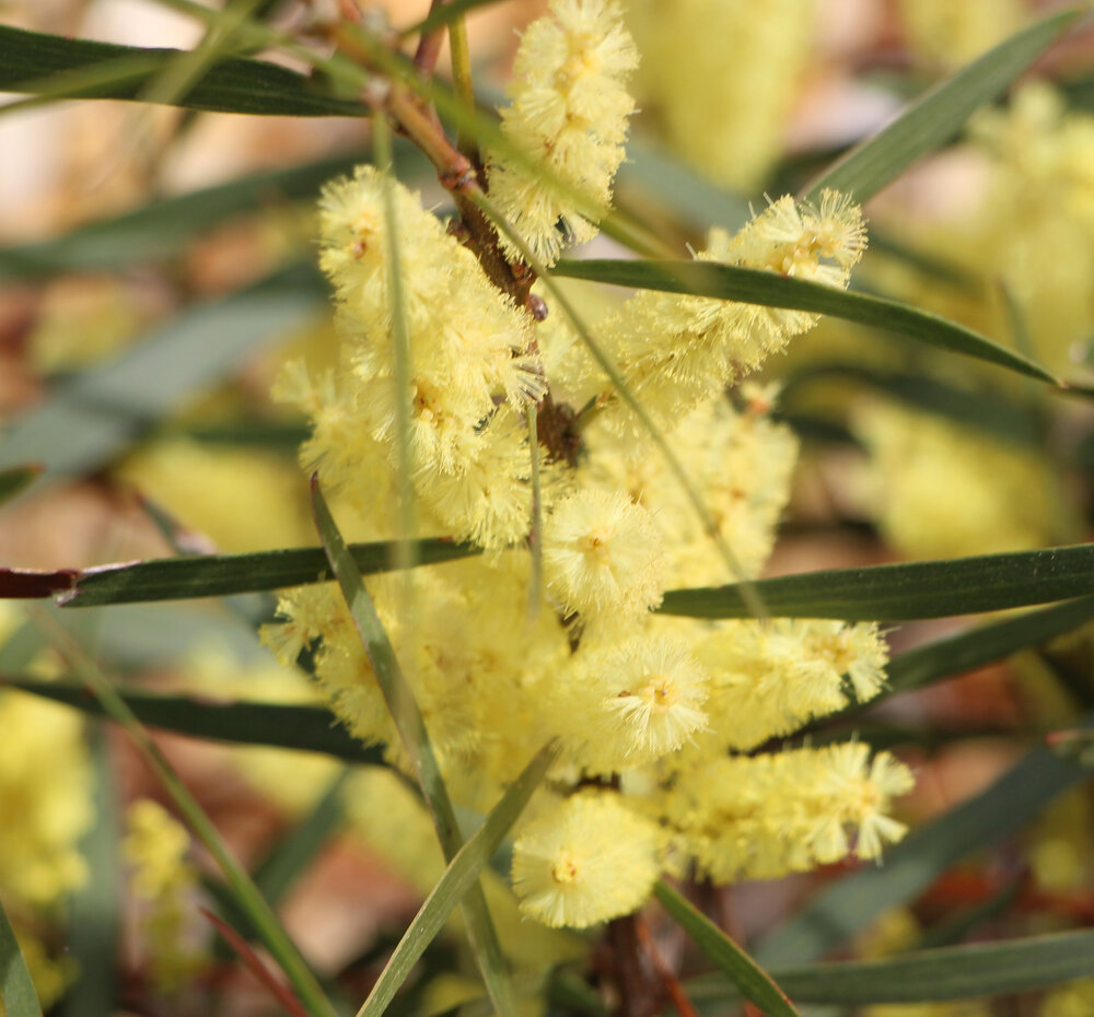 Acacia floribunda 'Little Flori' 2.jpg