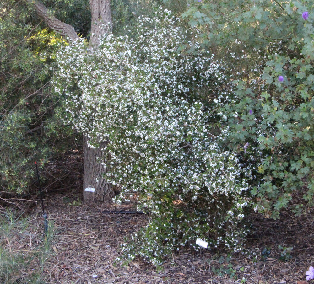 Alyxia ruscifolia 1.jpg