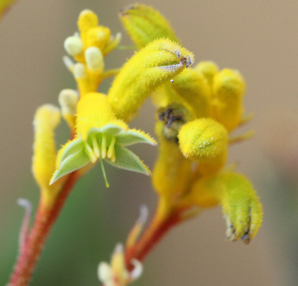 Anigozanthus flavidus ‘Yellow Gem’3.jpg