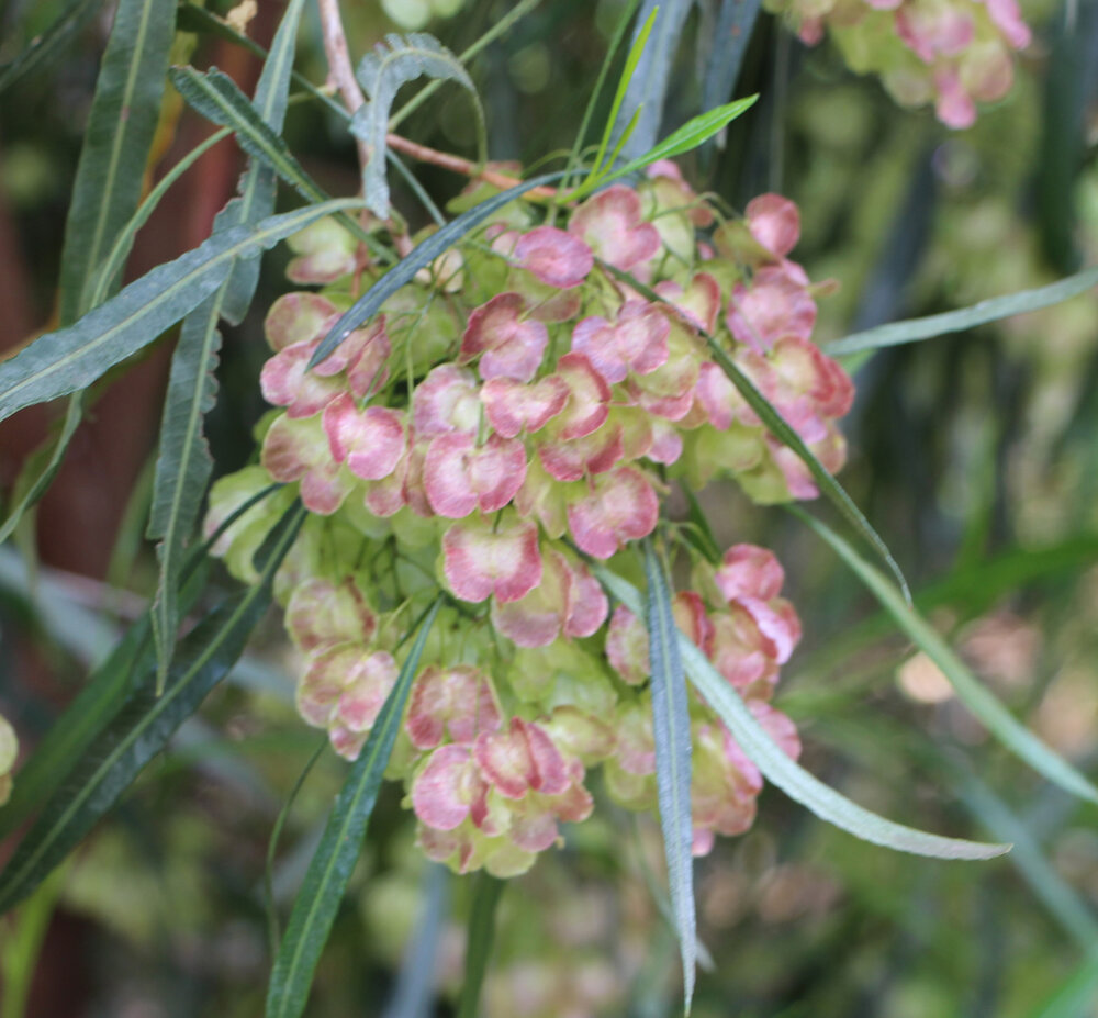 Dodonea viscosa ssp. angustifolia 1.jpg
