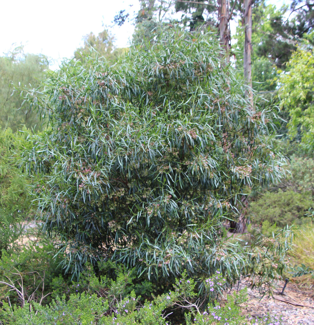 Dodonea viscosa subsp. angustifolia.jpg