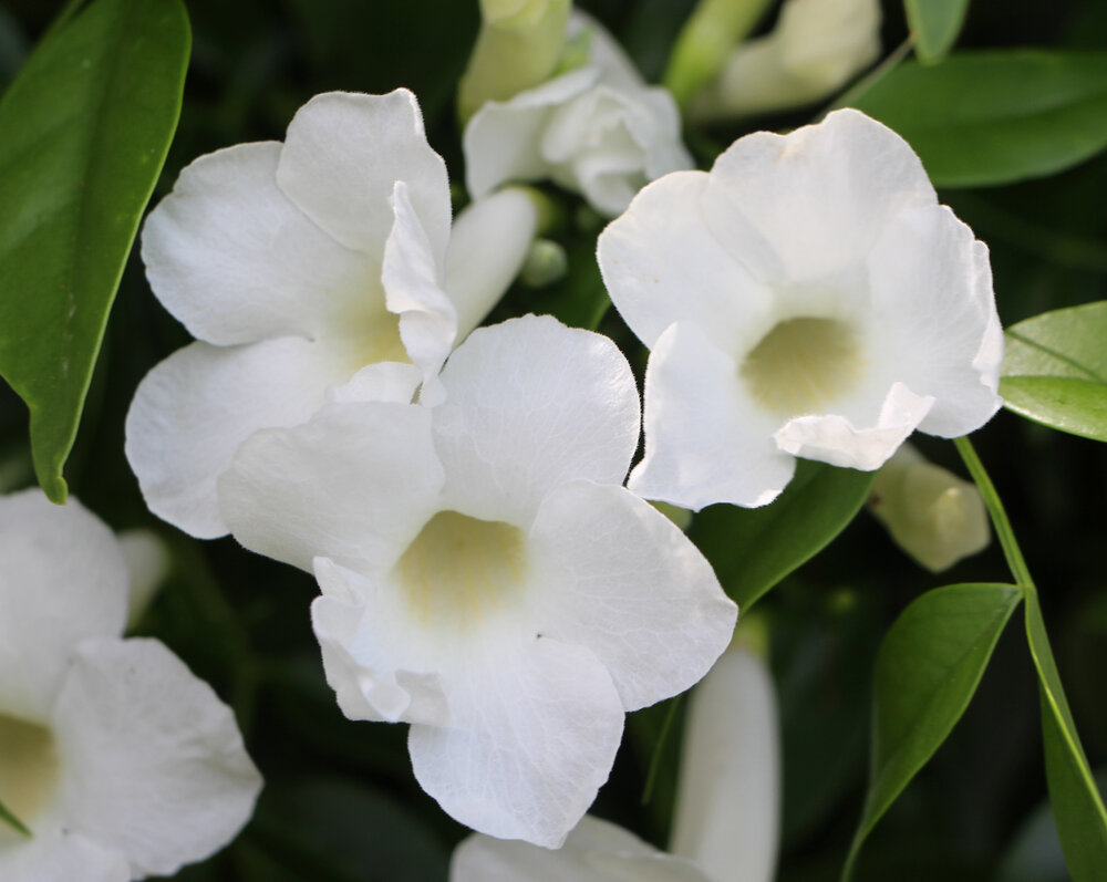 Pandorea jasminoides ‘Purity’ white form ‘Lady Di’ 2.jpg