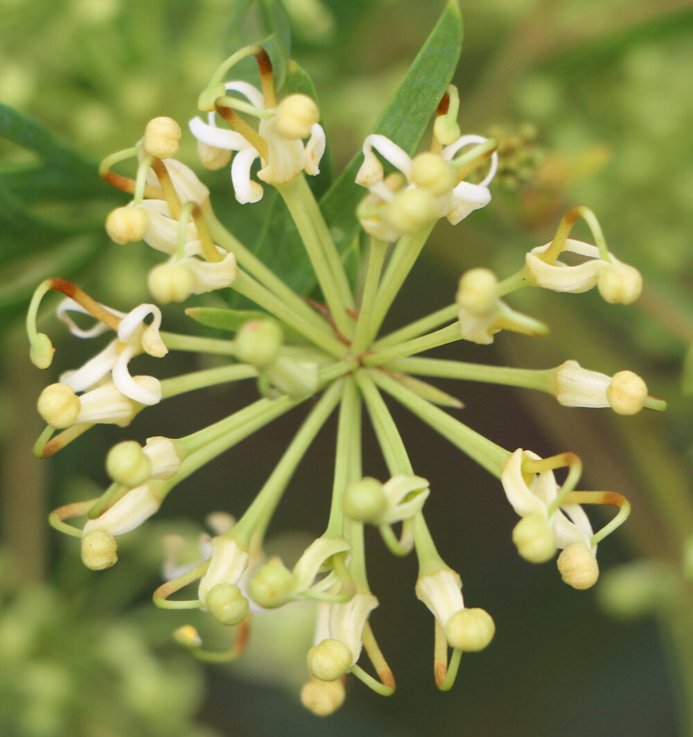 Stenocarpus ‘Doreen’ 1.jpg