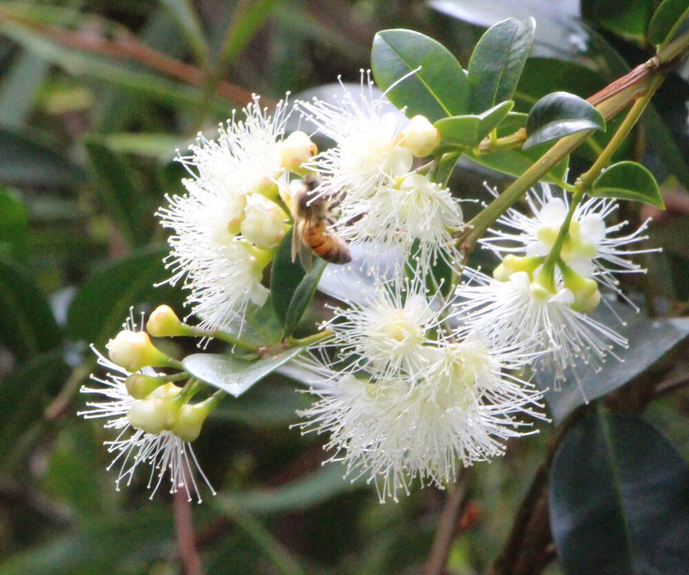 Syzygium australe  4.jpg