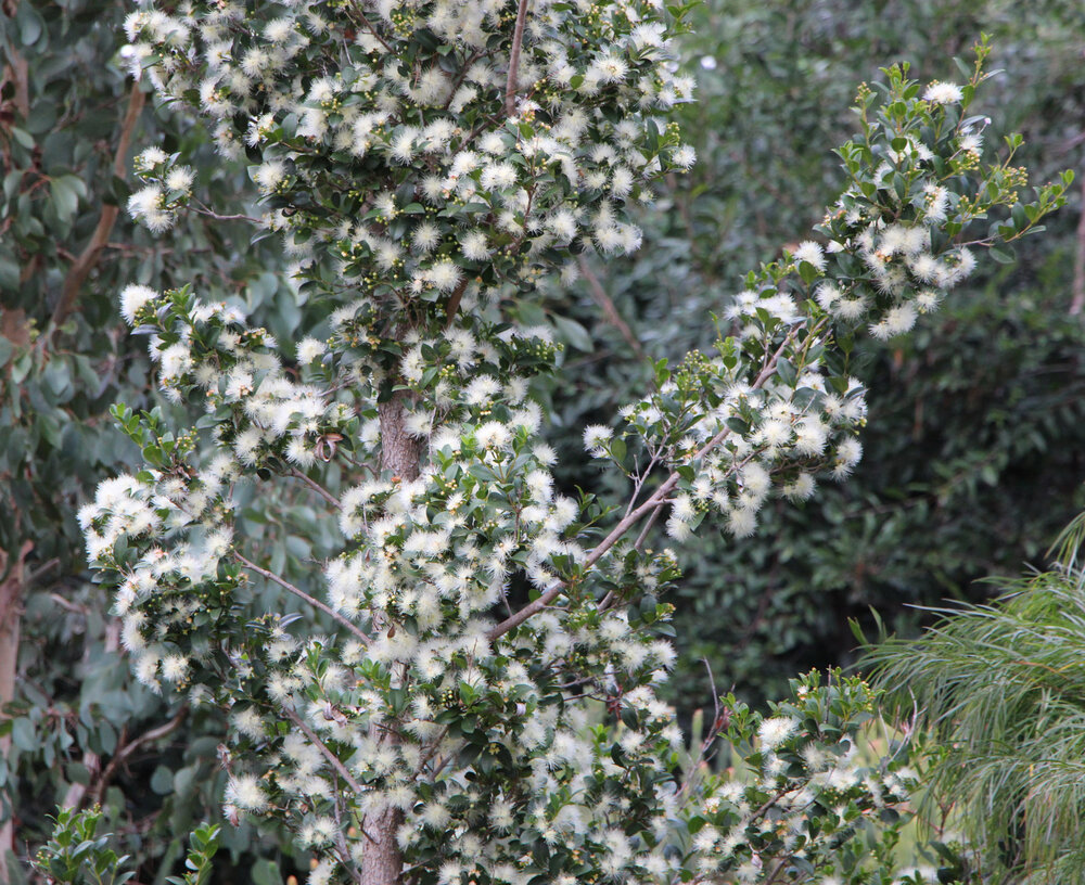 Syzygium australe .jpg