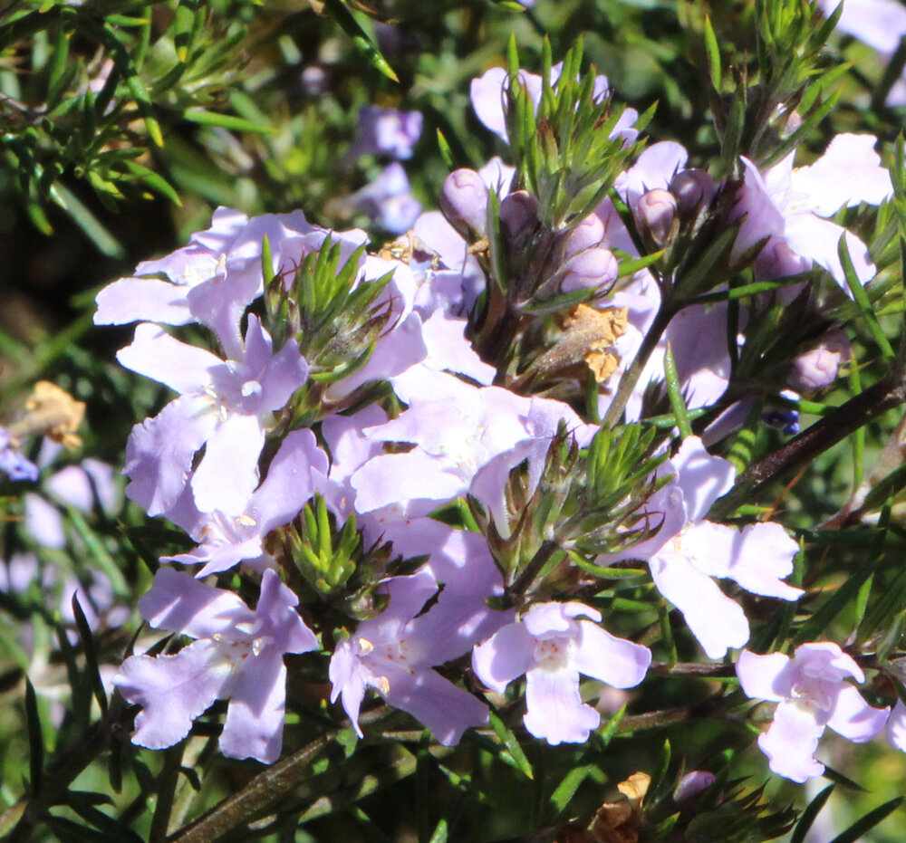 Westringia eremicola blue 4.jpg