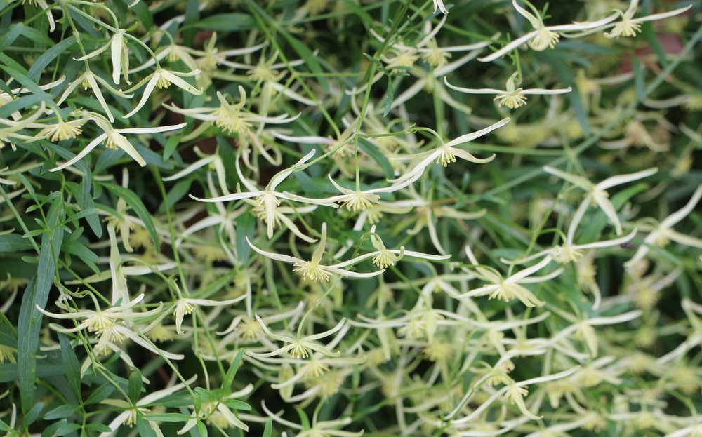Clematis microphylla flowers.jpg