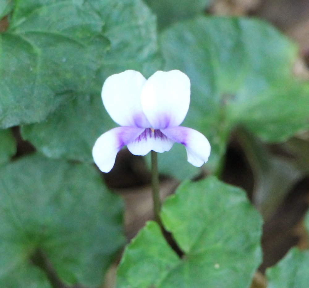 Viola hederacea .jpg
