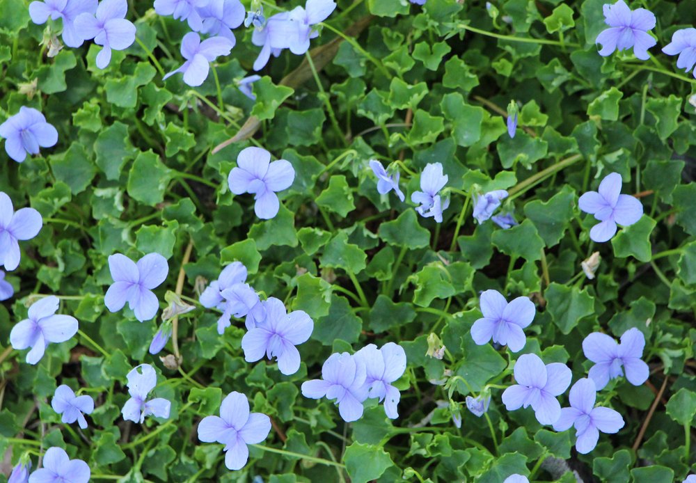 Viola banksii blue.jpg