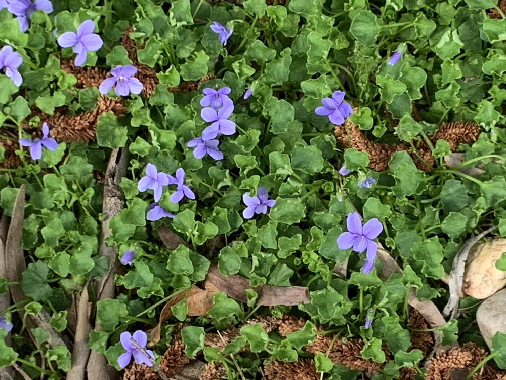 Viola hederacea (blue) 2.jpg