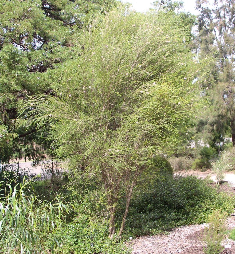 Melaleuca diosmatifolia plant.jpg