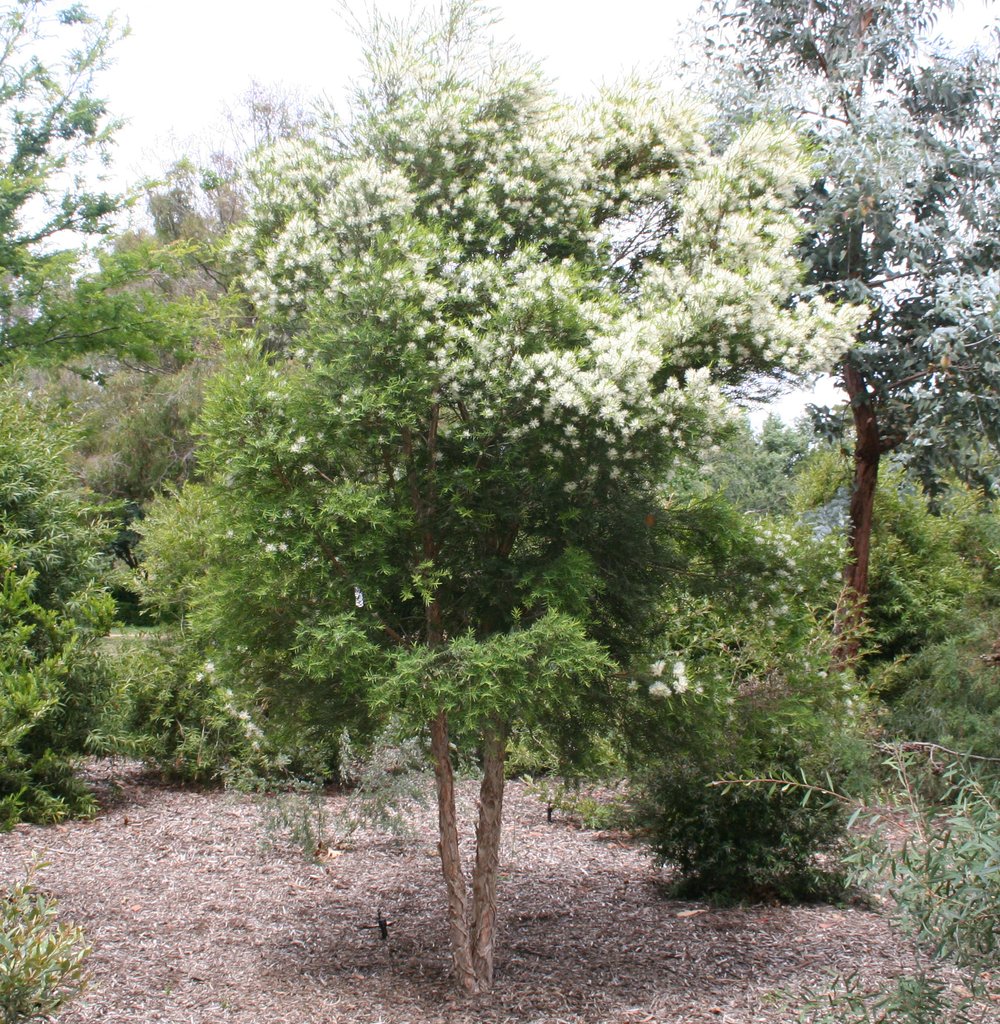 Melaleuca linarifolia 'Snow in Summer' plant.jpg