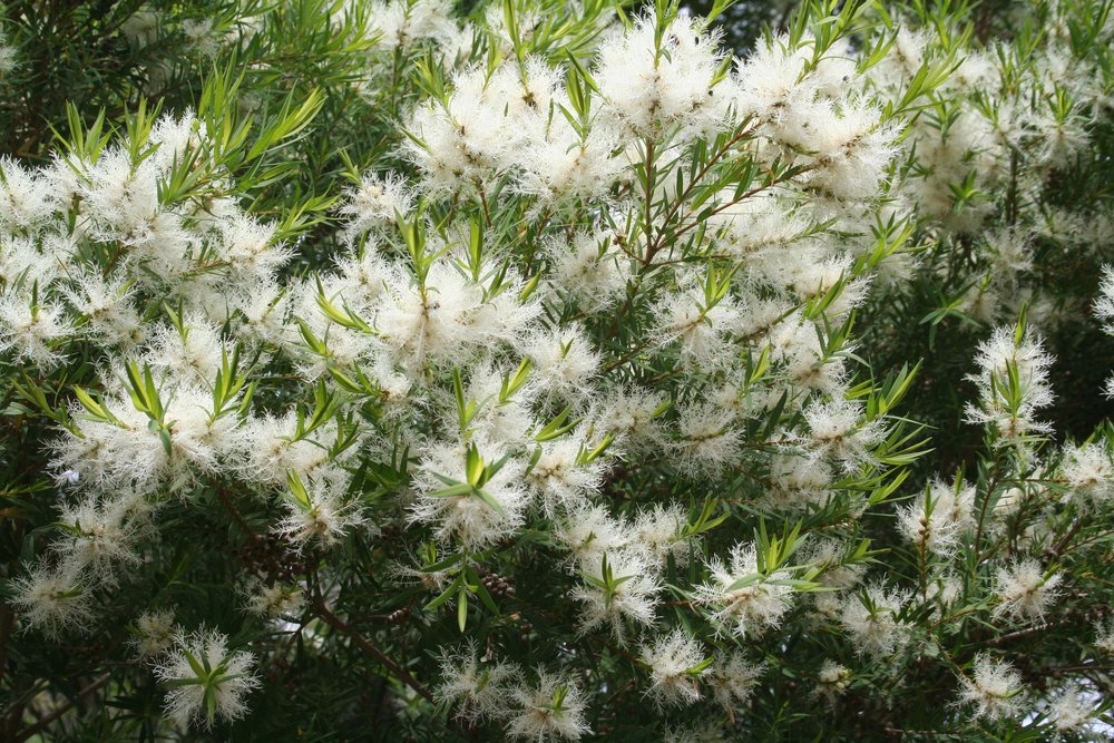 Melaleuca linariifolia 'Snow in Summer' flowers.jpg
