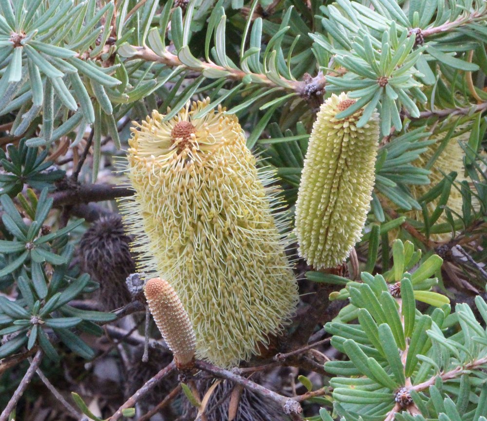 Banksia marginata miniature 3.jpg