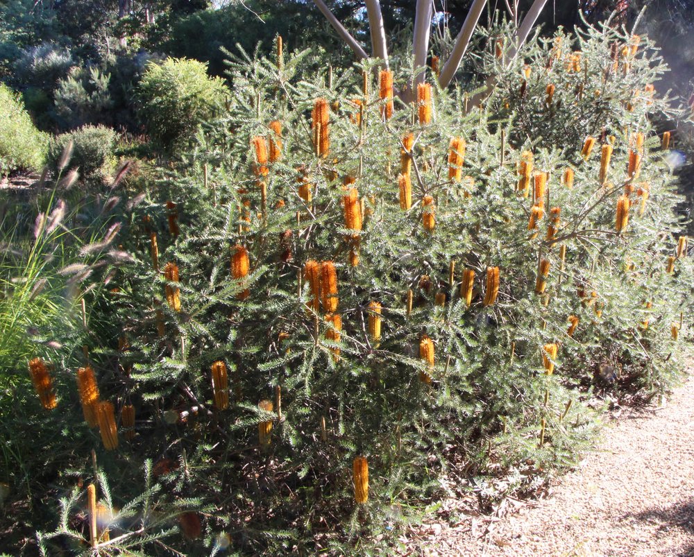 Banksia 'Yellow Wing' plants.jpg