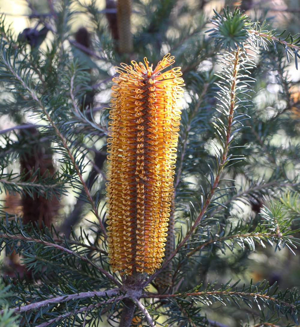 Banksia 'Yellow Wing'.jpg